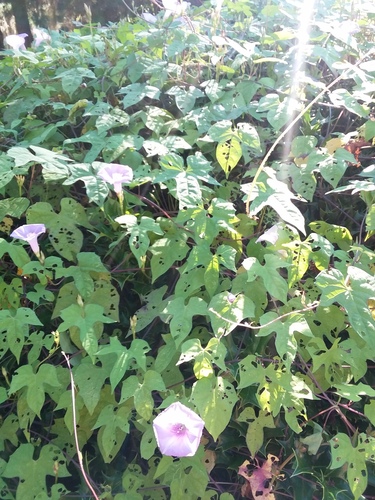 Ipomoea cordatotriloba — reference photograph