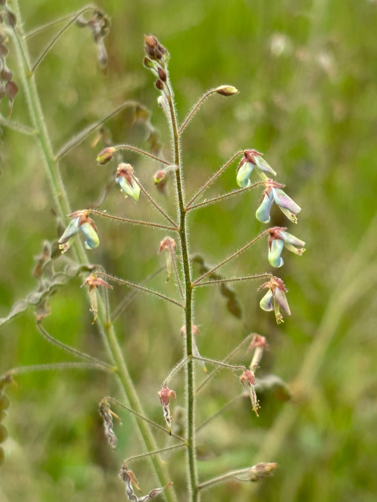 Desmodium tortuosum — fruit photograph