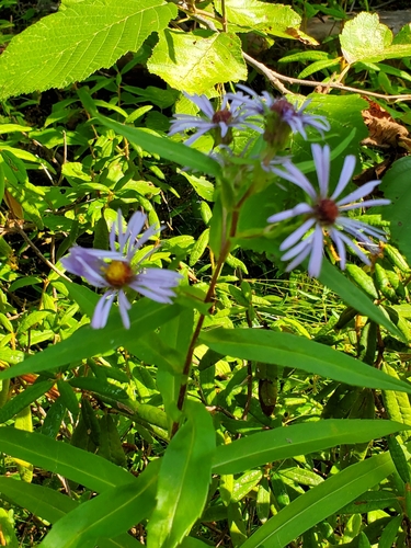 Symphyotrichum puniceum var. puniceum — bloom photograph