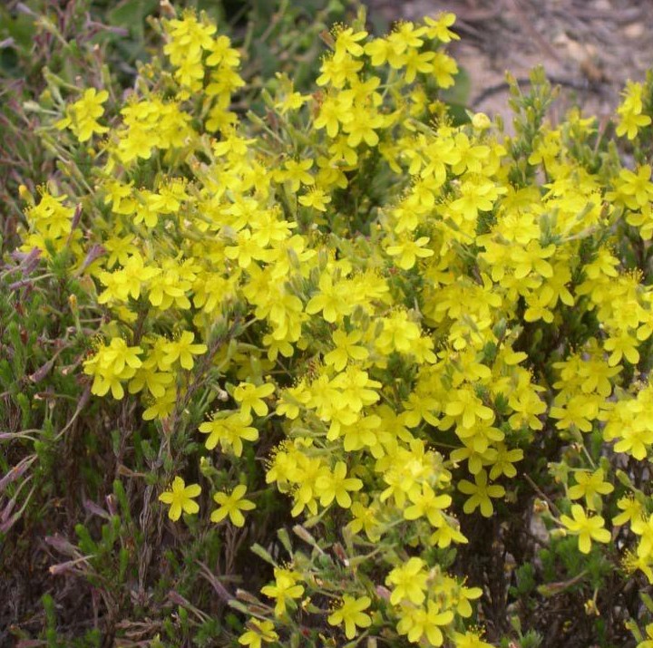 Hudsonia tomentosa — bloom photograph