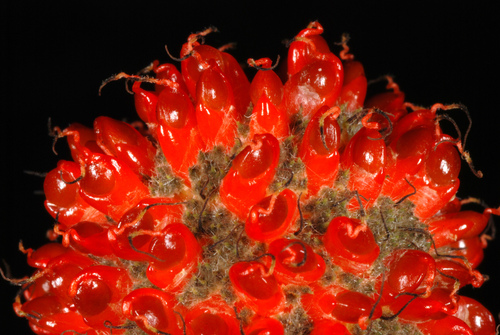 Broussonetia papyrifera — fruit photograph