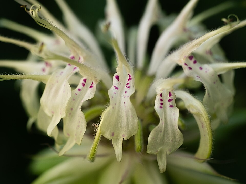 Monarda clinopodia — bloom photograph