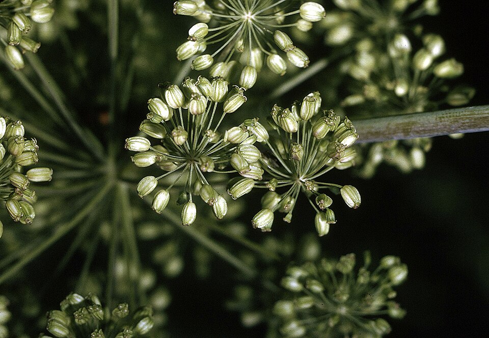 Angelica atropurpurea — fruit photograph