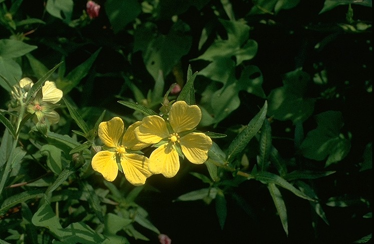 Ludwigia decurrens — bloom photograph