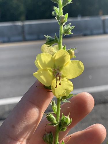 Verbascum virgatum — flower photograph