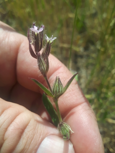 Silene gallica — flower photograph