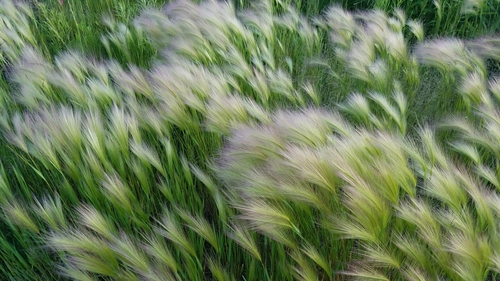 Hordeum jubatum — whole plant photograph