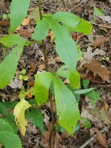 Nabalus trifoliolatus — whole photograph