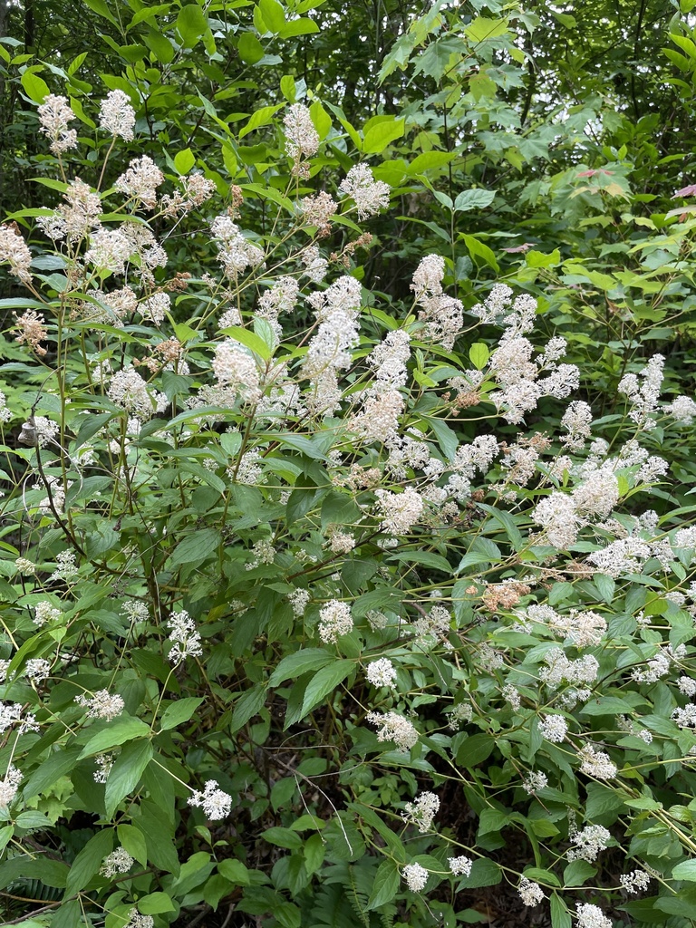 Ceanothus americanus in bloom