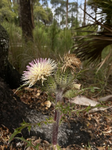 Cirsium horridulum var. horridulum — bloom photograph