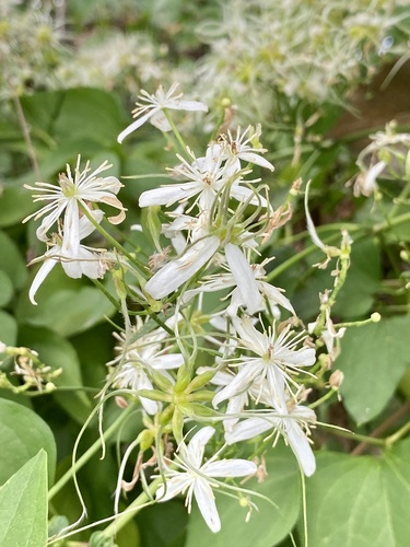 Clematis terniflora — flower photograph