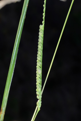Paspalum setaceum var. ciliatifolium photograph