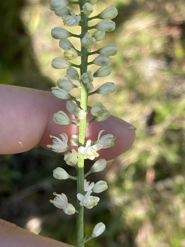 Tofieldia glabra — flower photograph