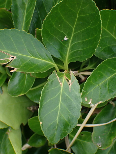 Euonymus japonicus — foliage photograph