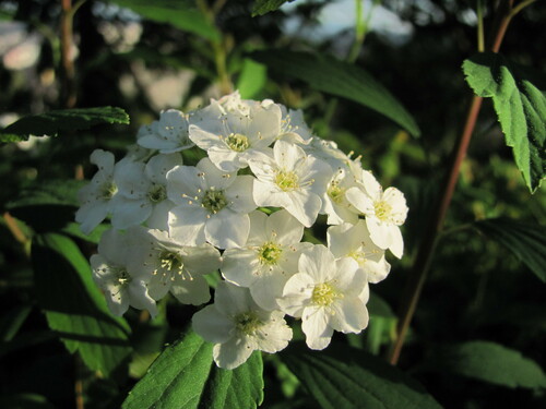 Spiraea cantoniensis — flower photograph