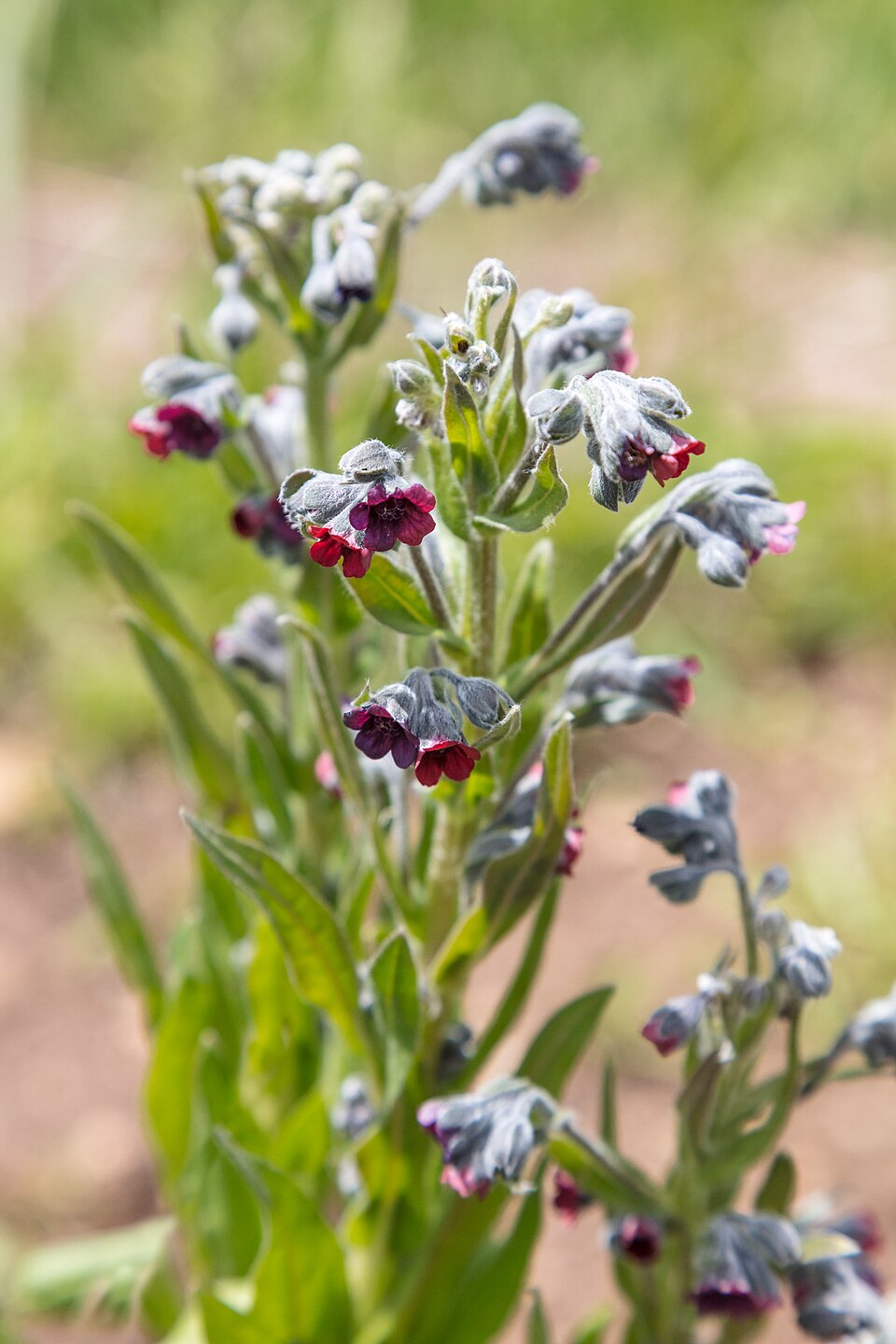 Cynoglossum officinale — flower photograph