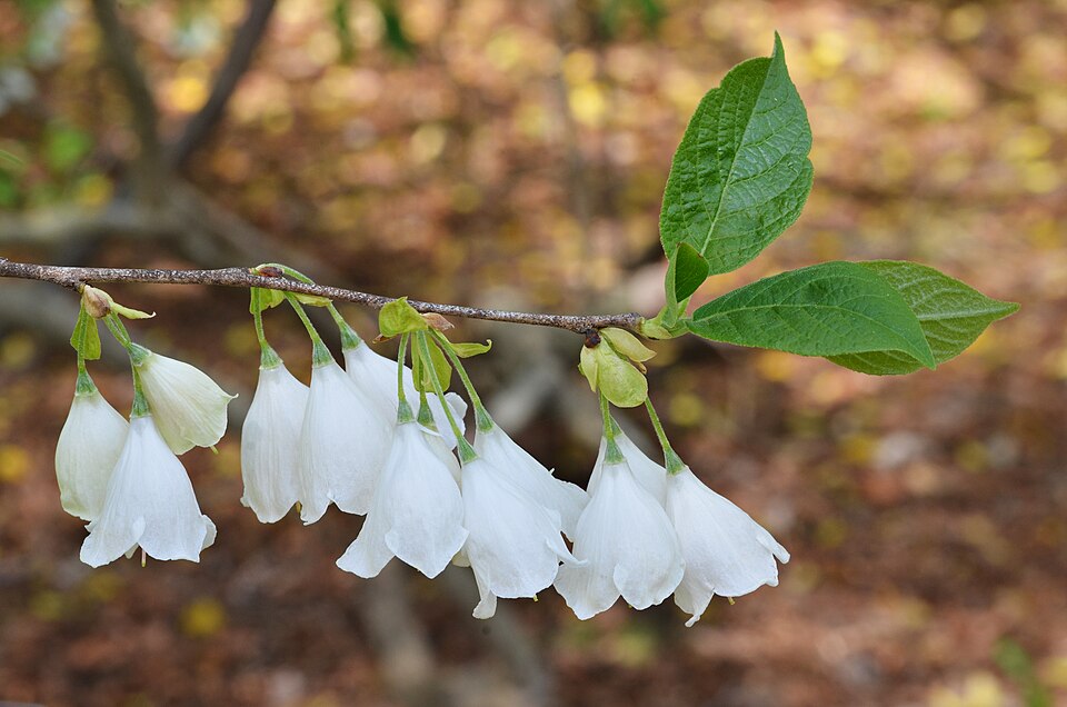 Halesia tetraptera — bloom photograph