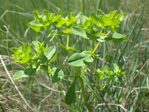 Euphorbia spathulata photograph