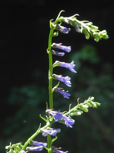 Lobelia amoena — whole photograph