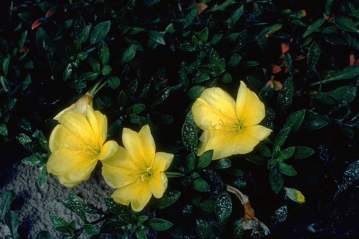 Oenothera grandis — flower photograph