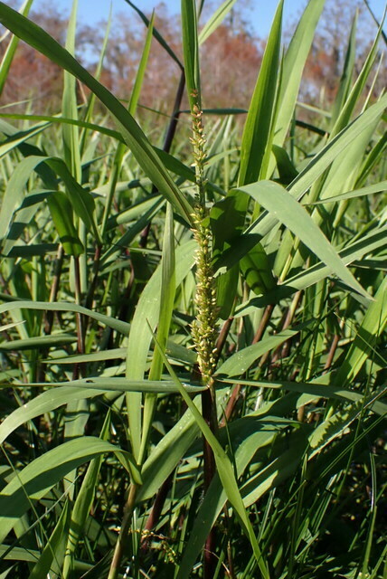 Sacciolepis striata — whole photograph