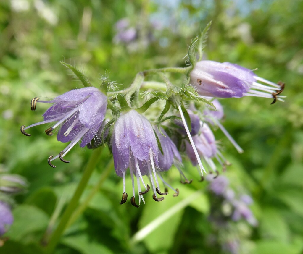Hydrophyllum virginianum — bloom photograph