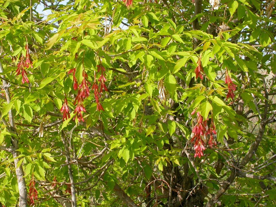 Acer negundo — foliage photograph