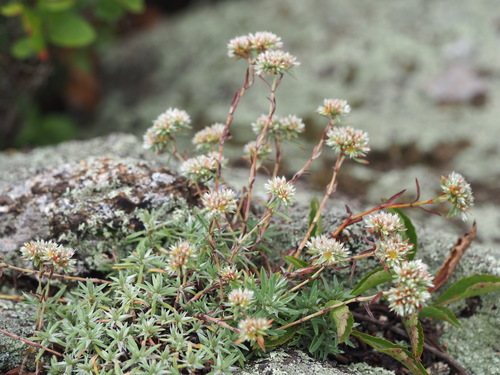 Paronychia argyrocoma — flower photograph