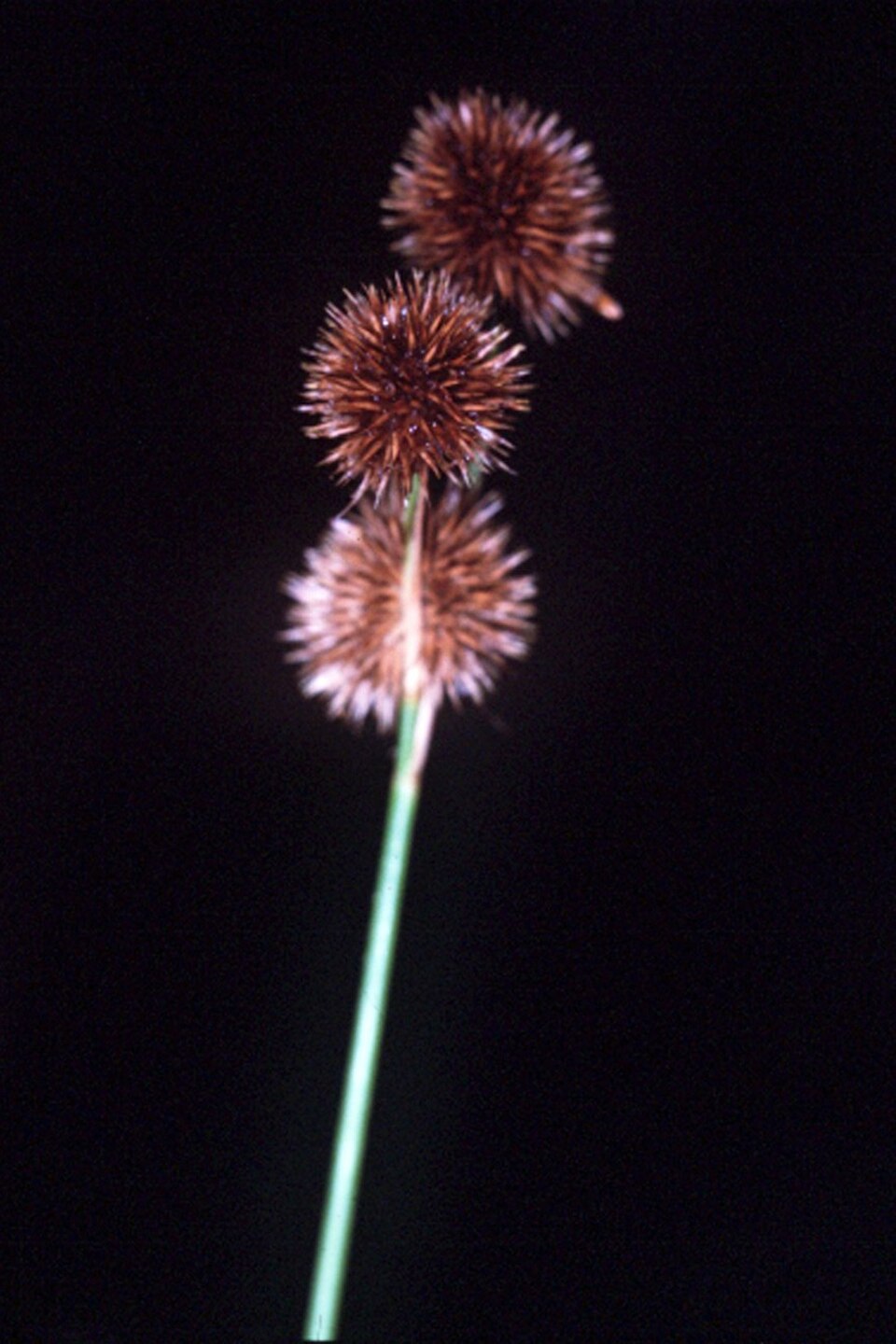 Juncus brachycarpus — fruit photograph