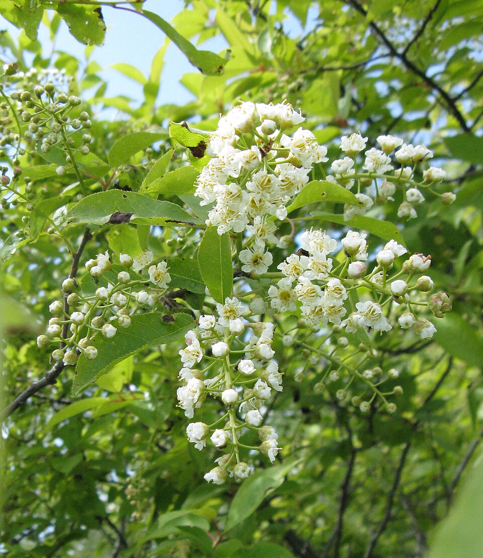 Prunus virginiana — bloom photograph