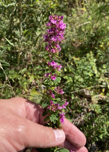 Lespedeza violacea — flower photograph