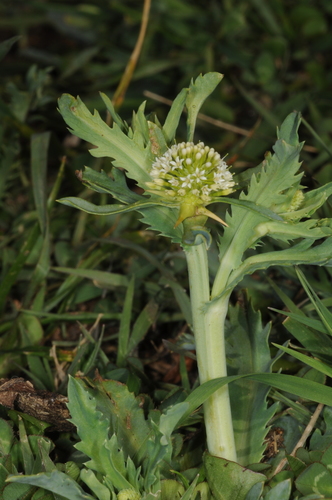Acicarpha tribuloides — flower photograph