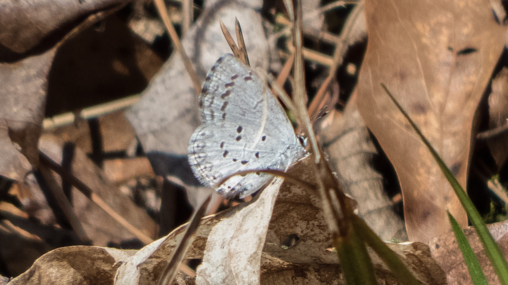 Spring Azure