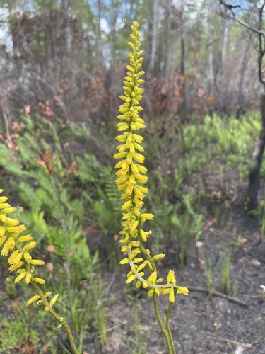 Aletris lutea — flower photograph
