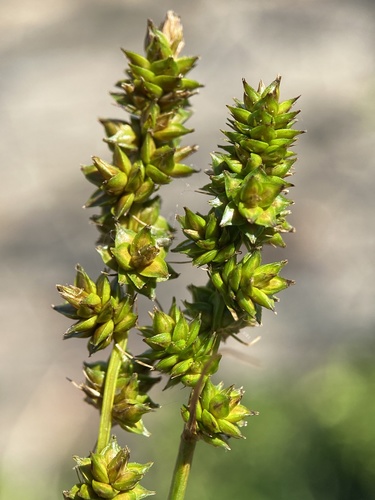 Carex muehlenbergii var. enervis photograph