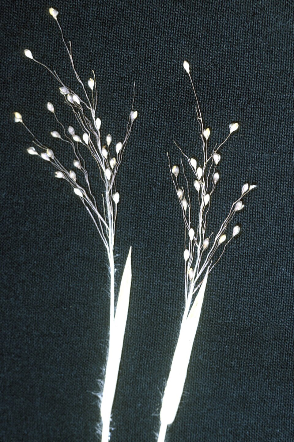 Dichanthelium ovale — fruit photograph