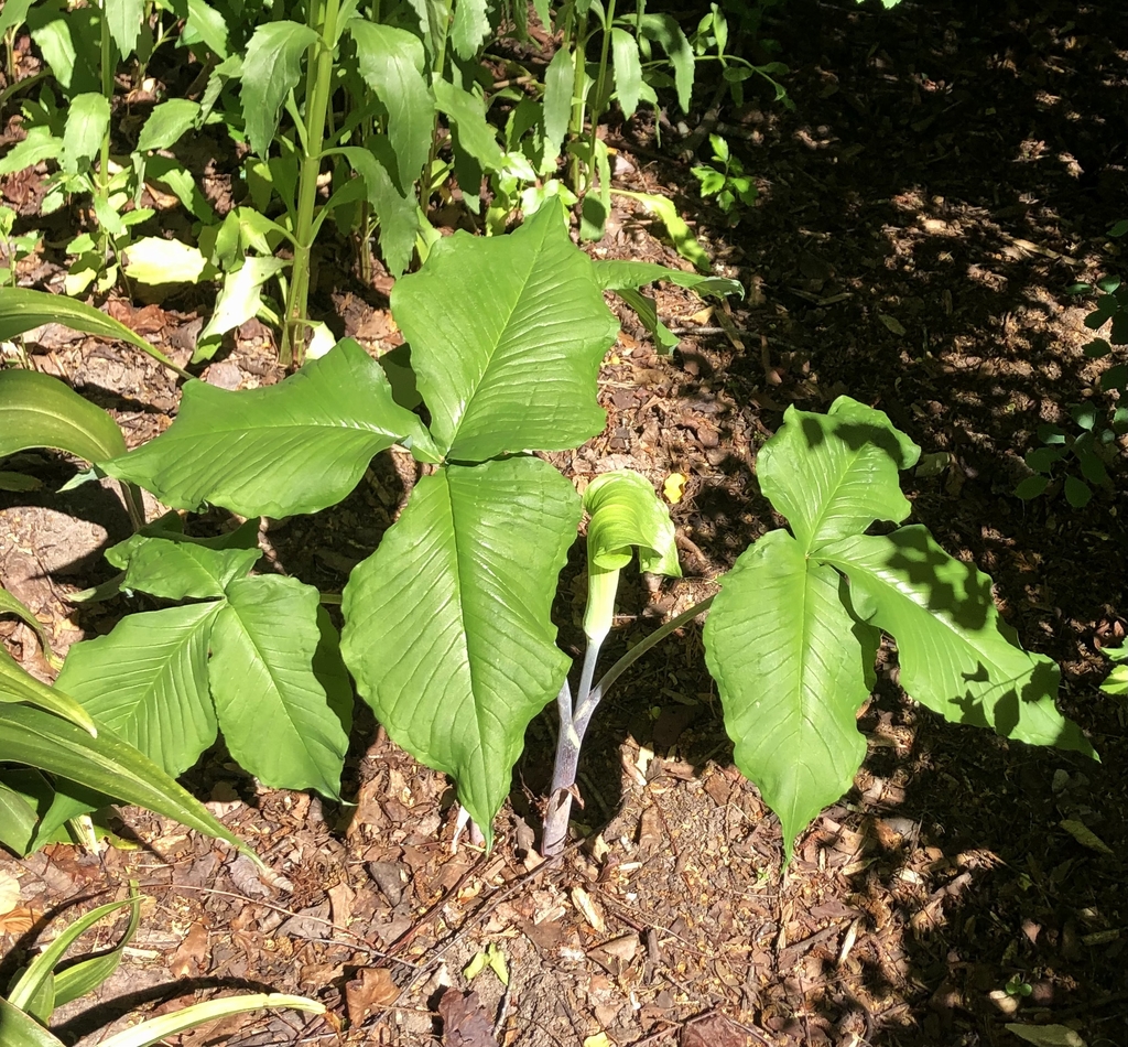 Arisaema triphyllum — whole photograph