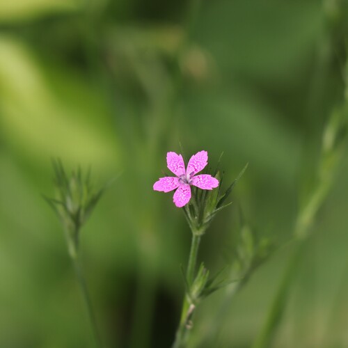 Dianthus armeria — flower photograph