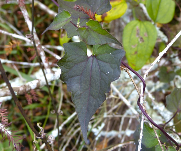 Mikania scandens — leaf photograph