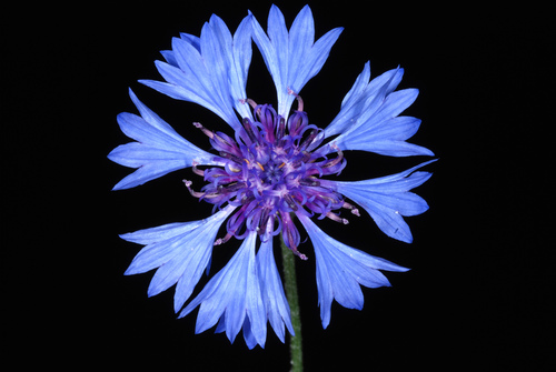 Centaurea cyanus — flower photograph
