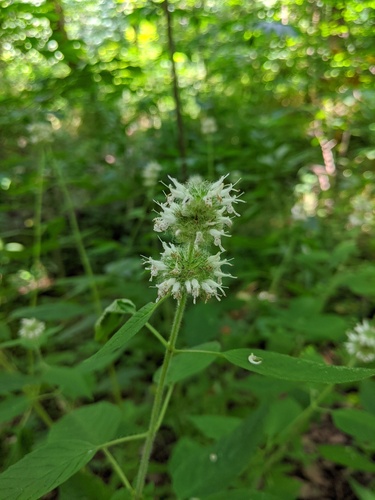 Blephilia hirsuta — whole photograph