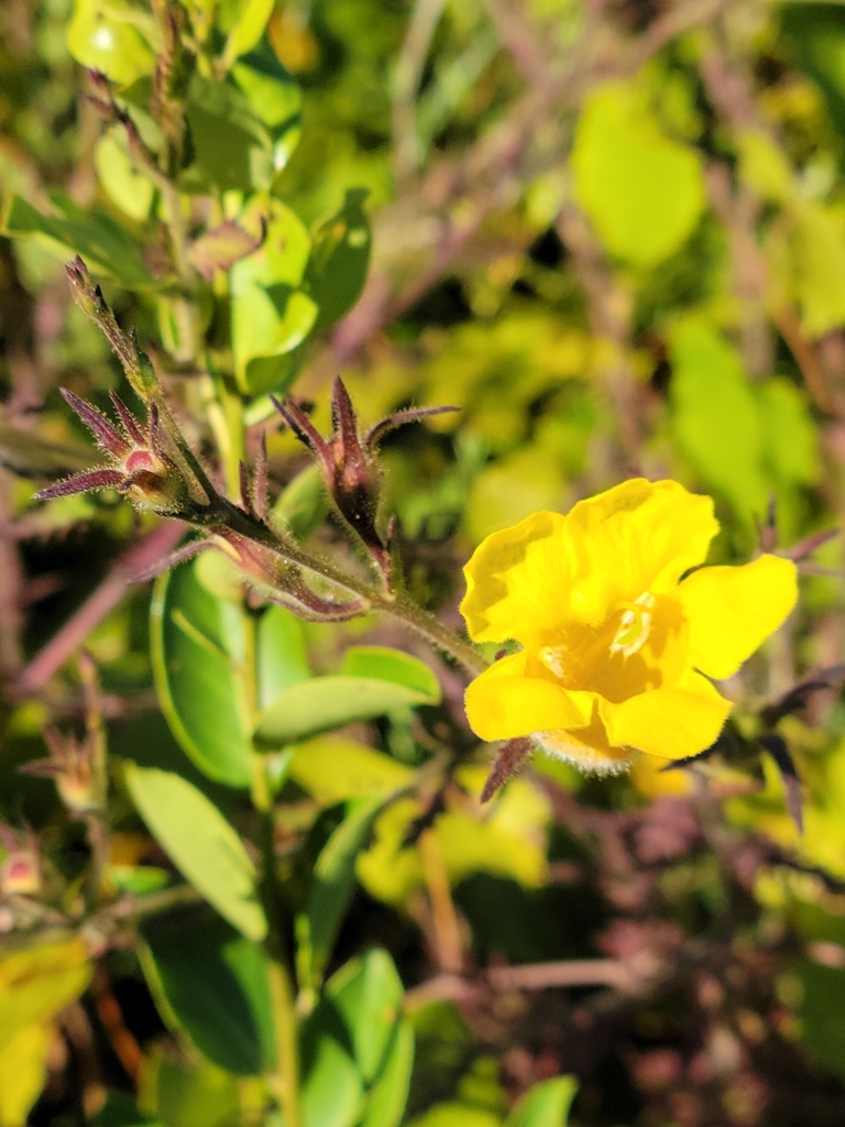 Aureolaria pectinata — bloom photograph