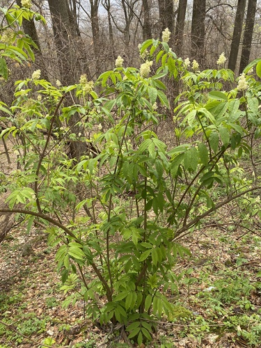 Sambucus racemosa var. pubens photograph