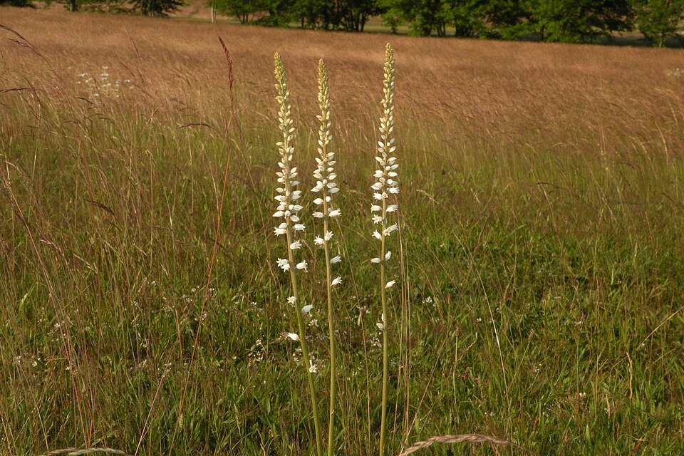 Aletris farinosa — bloom photograph