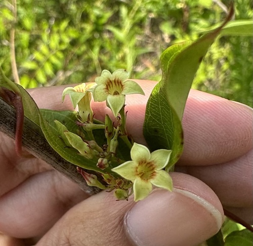 Thyrsanthella difformis — flower photograph