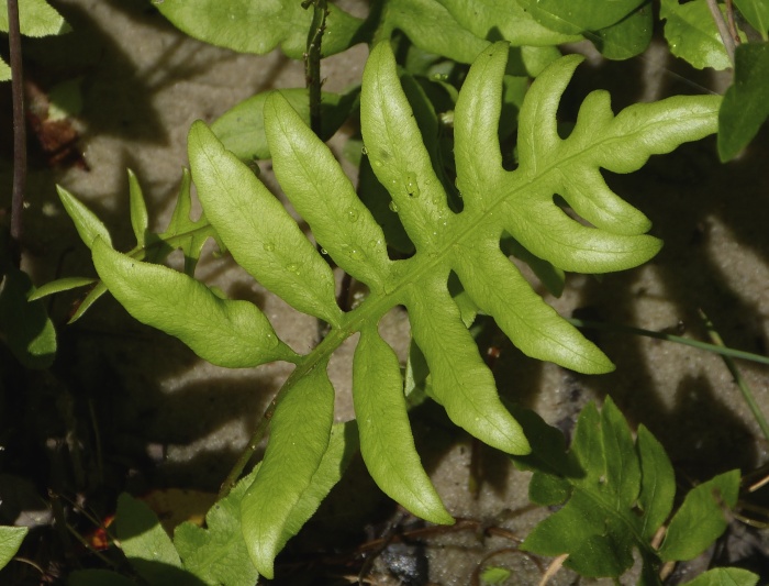 Lorinseria areolata — foliage photograph