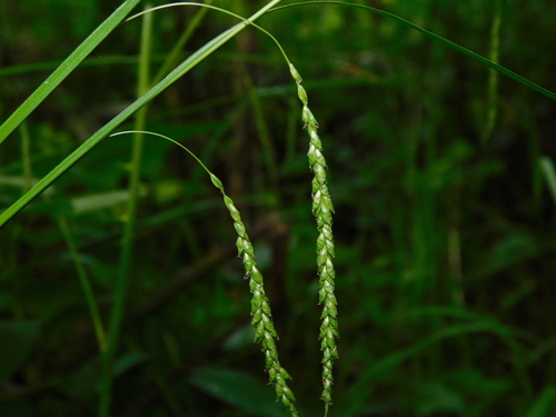 Carex gracillima photograph