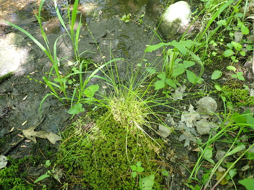 Carex seorsa photograph