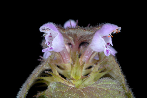Lamium purpureum — flower photograph