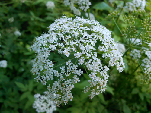 Aegopodium podagraria — bloom photograph